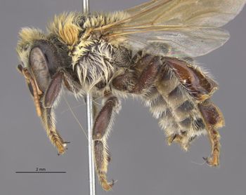 Media type: image;   Entomology 550 Aspect: habitus lateral view